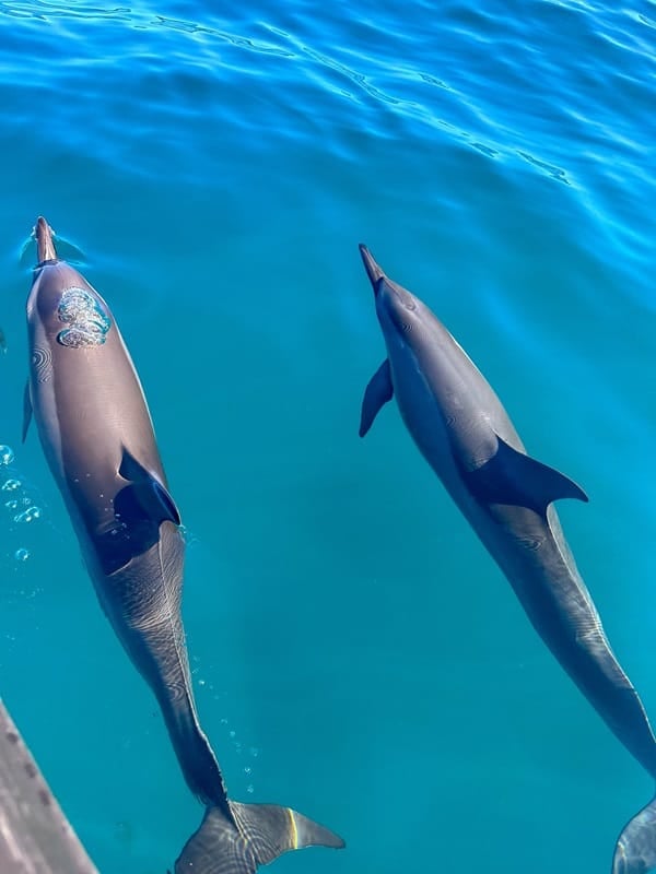 bottlenose dolphins