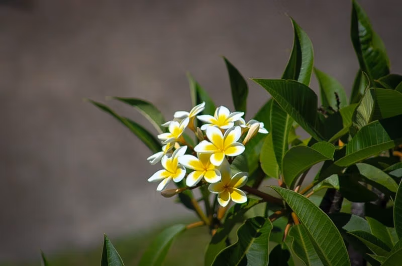 Maui Flower
