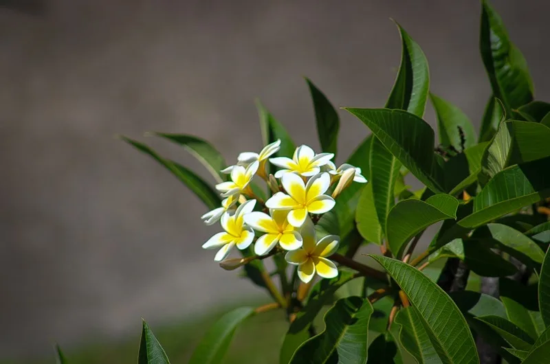 Maui Flower