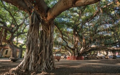 The Lahaina Banyan Tree: A Symbol of Resilience and Rebirth in Maui