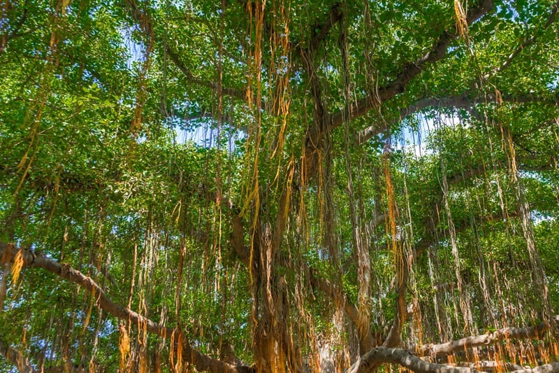 banyan tree maui