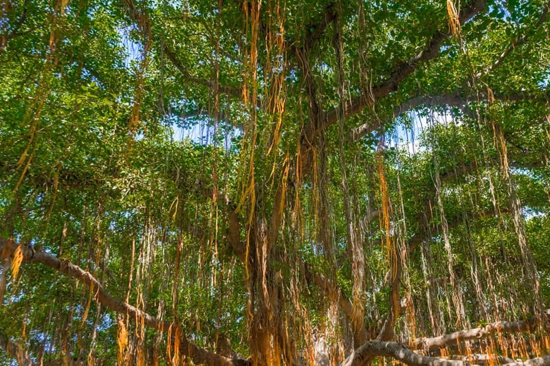 árbol baniano maui