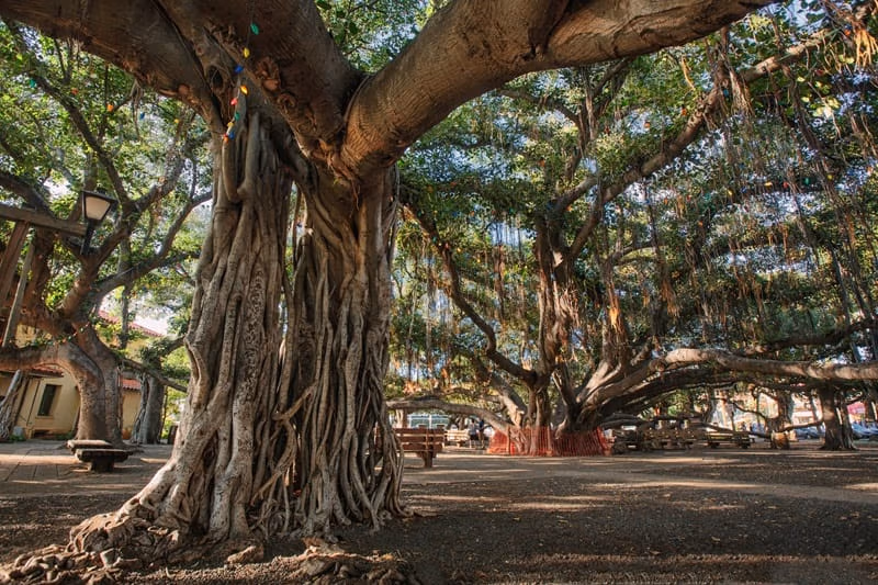 Árbol de higuera de Lahaina