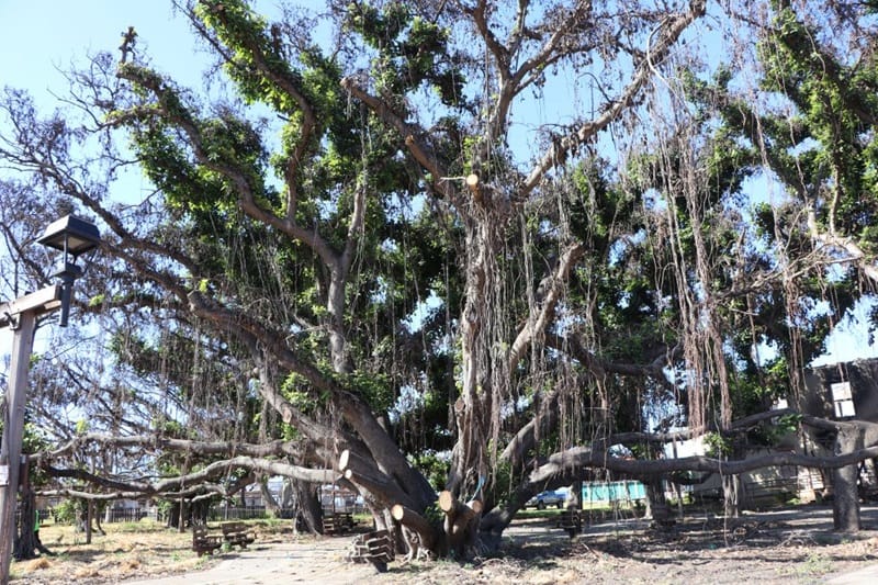 Lahaina-Banyan-Baum