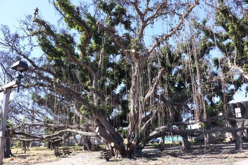 árbol baniano de lahaina
