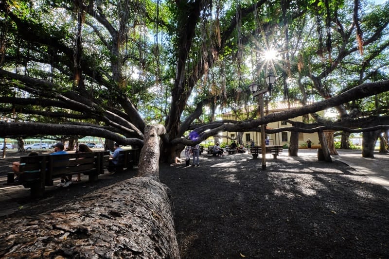 Maui-Banyan-Baum