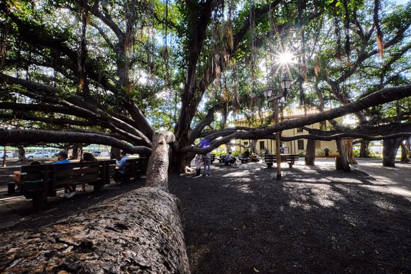 árbol baniano de maui