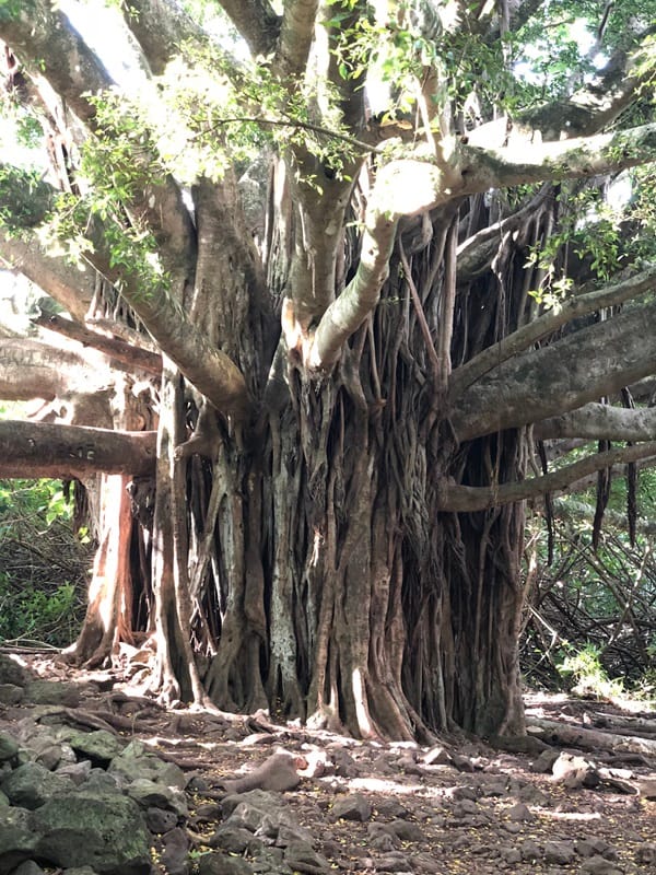 road to hana tours