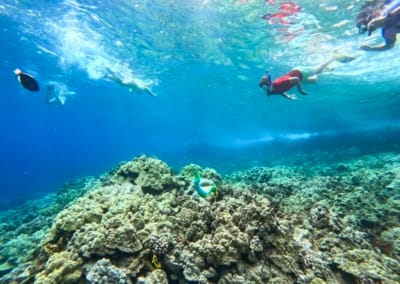 Maui Snorkeling