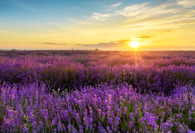 De los campos de lavanda al queso de cabra: las delicias únicas del interior de Maui