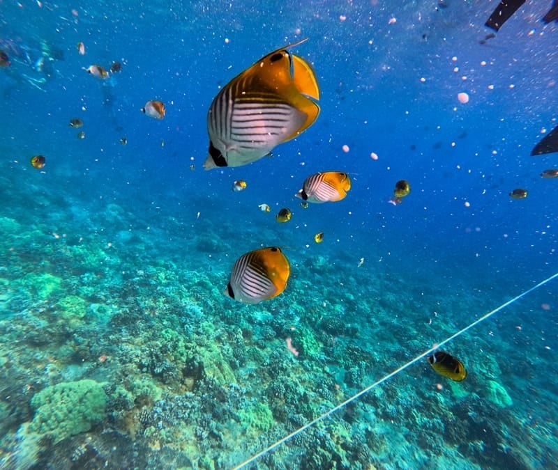 Unvorhersehbare Sichtungen der Tierwelt von Maui: Was Sie auf Ihrer Schnorcheltour sehen könnten