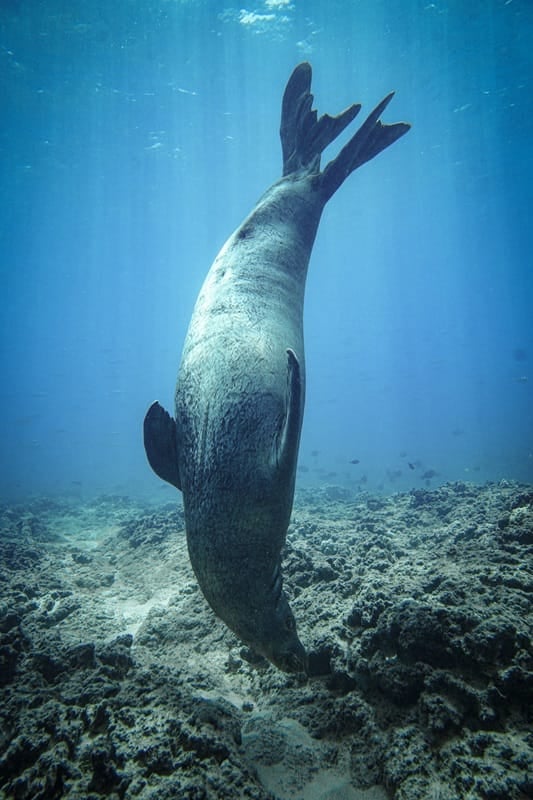 Maui Wildlife Sightings