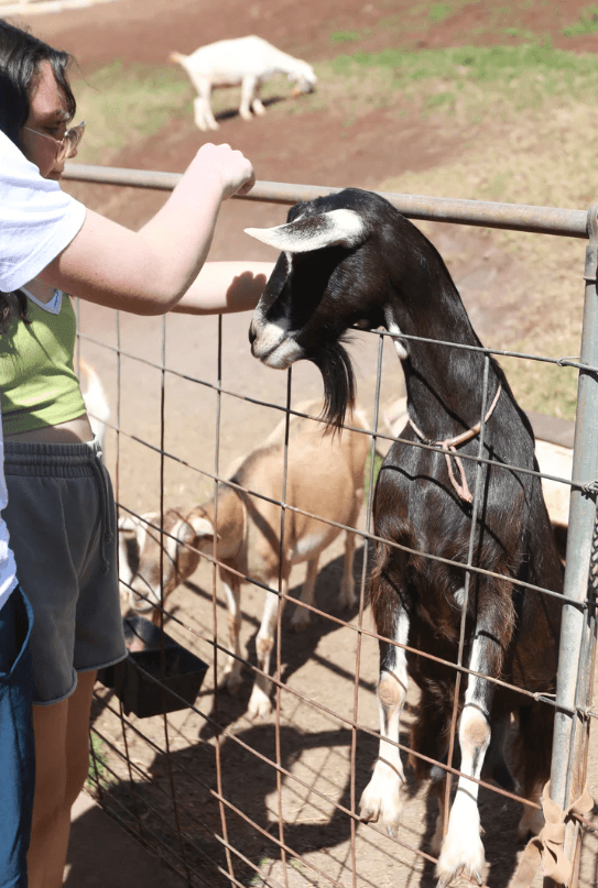 Surfing Goat Dairy