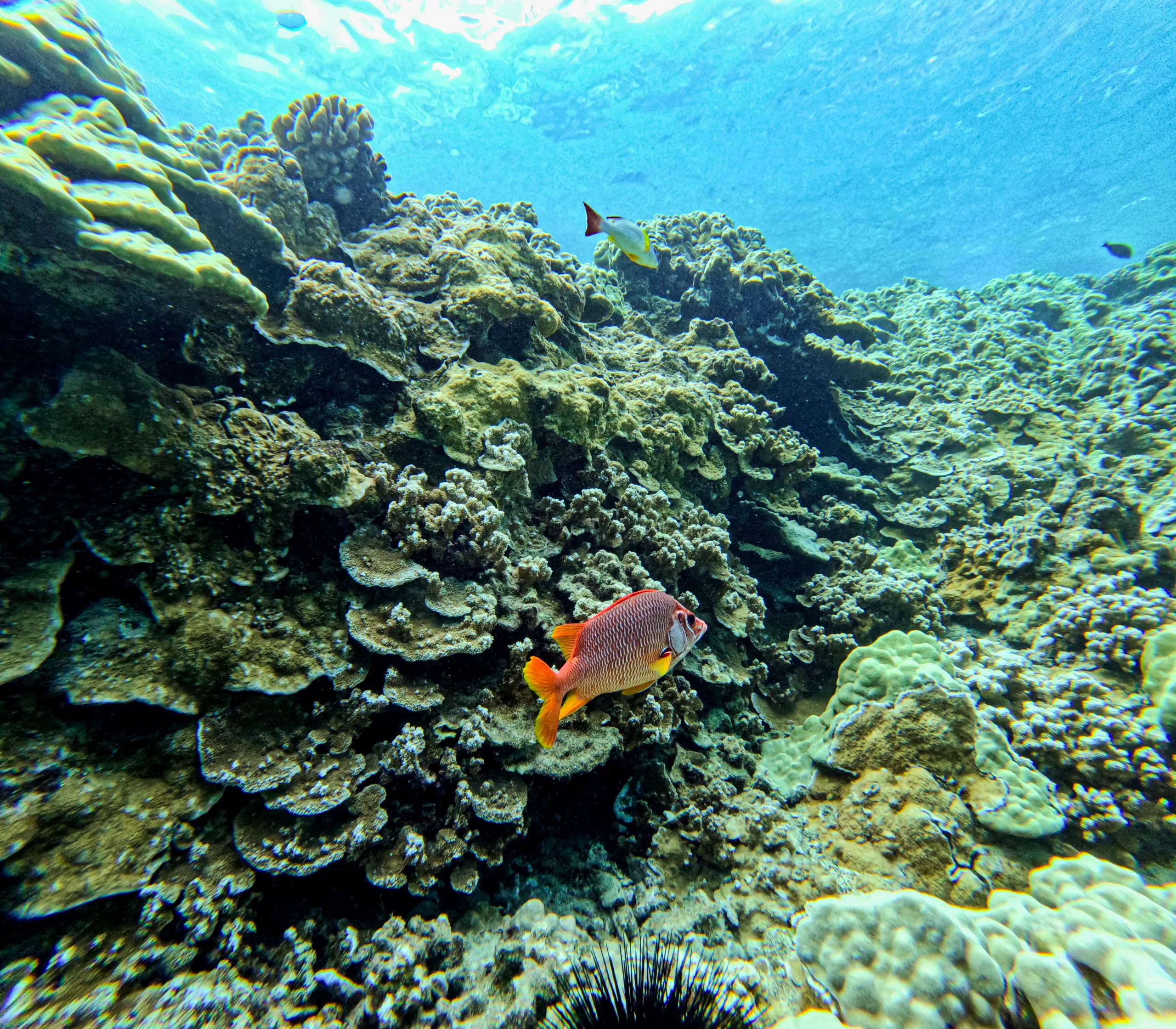 Maui Snorkeling Fish