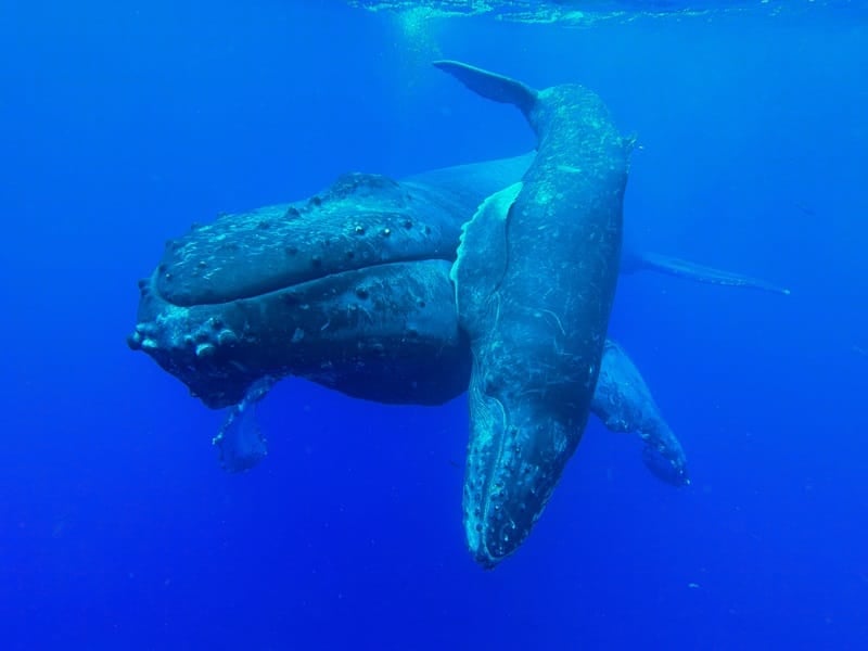 11月のマウイ島：寒さから逃れてクジラを追いかけよう