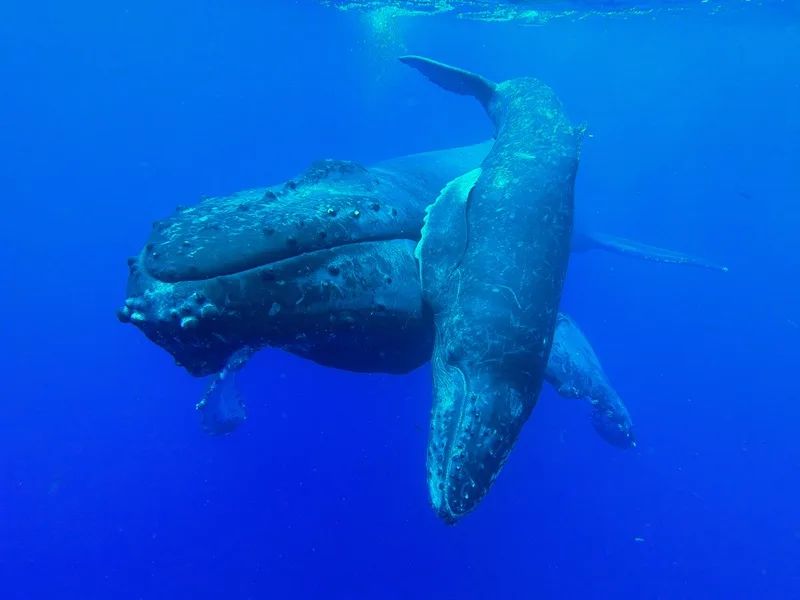 Maui Snorkeling whales