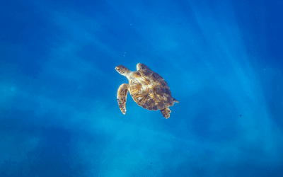 Descubra la playa de Maluaka, Maui (Ciudad de las Tortugas): mapa, estacionamiento y guía para practicar snorkel