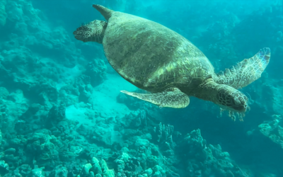 Maluaka Beach: Aloha aus Turtle Town Maui!