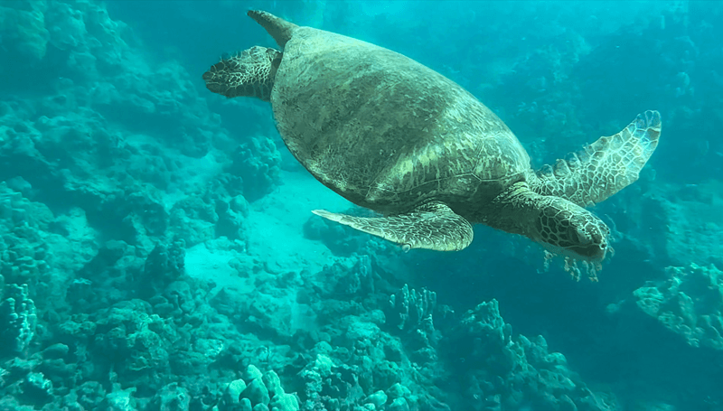 Playa Maluaka: ¡Aloha desde Turtle Town Maui!