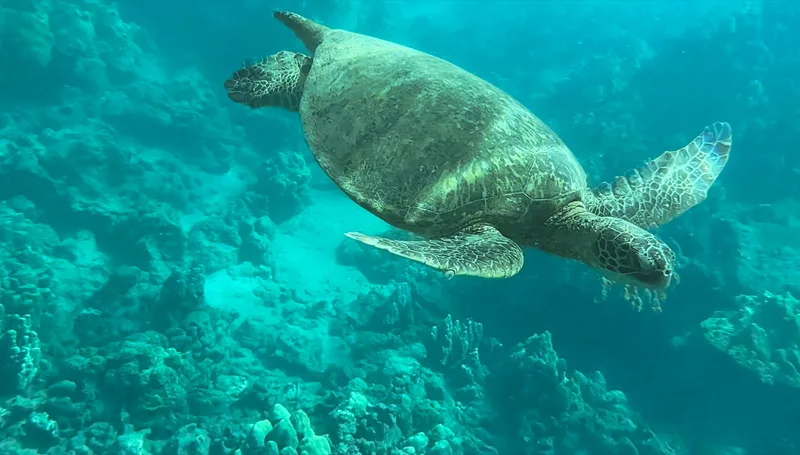 Maluaka Beach: Aloha From Turtle Town!