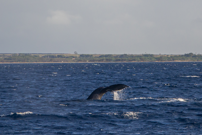 maui whale watching