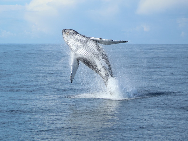 whale migration in maui