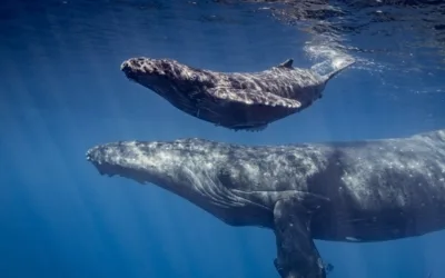 Whale Migration in Maui: Witnessing the Majestic Giants of the Sea