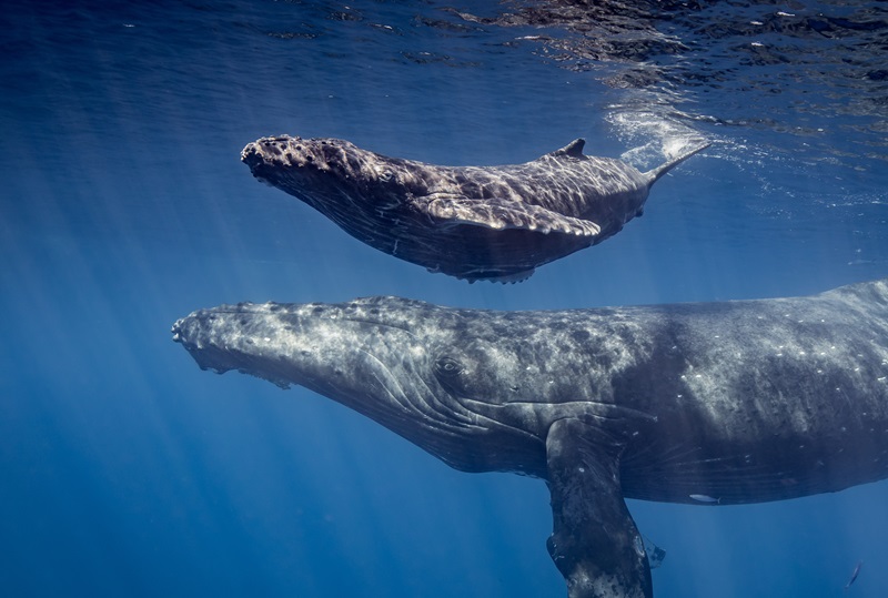 マウイ島のクジラの移動：海の雄大な巨人たちを目撃