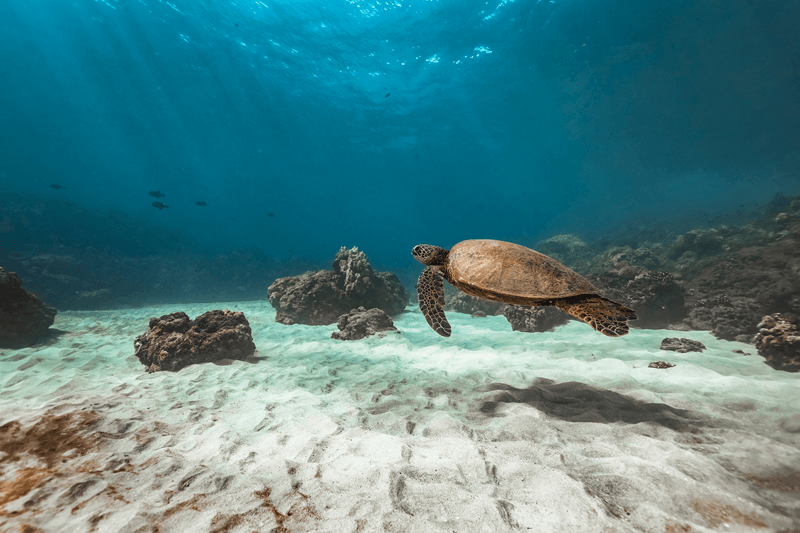 Resoluciones de Año Nuevo 2025: hacer snorkel con tortugas marinas