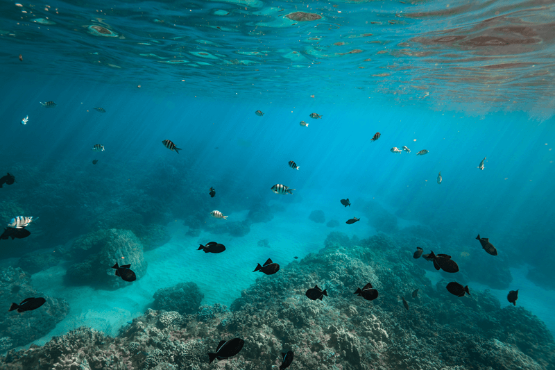 Manu Snorkeling fish