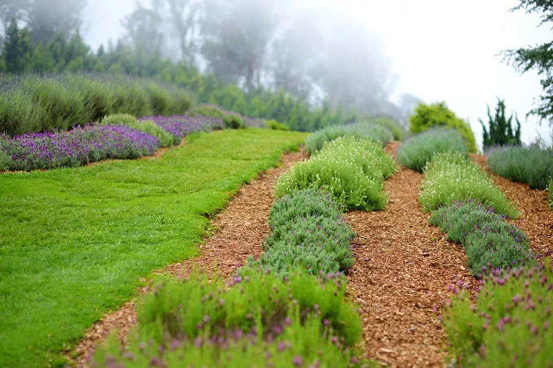 Ali'i Kula Lavender Farm