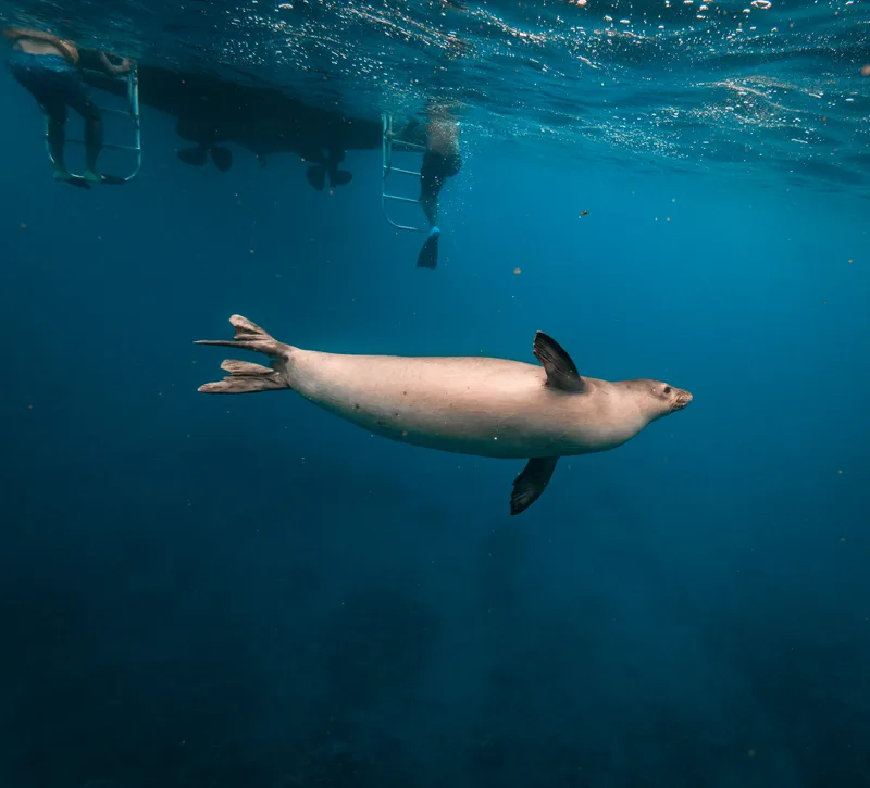 Foca monje de Hawái