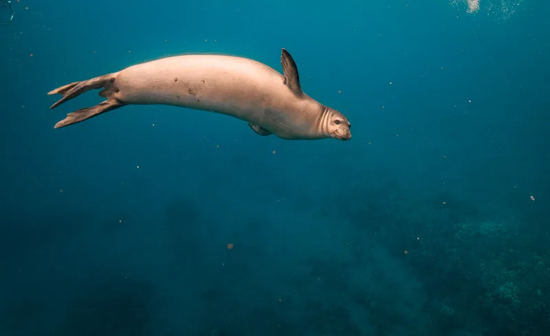 Foca monje hawaiana