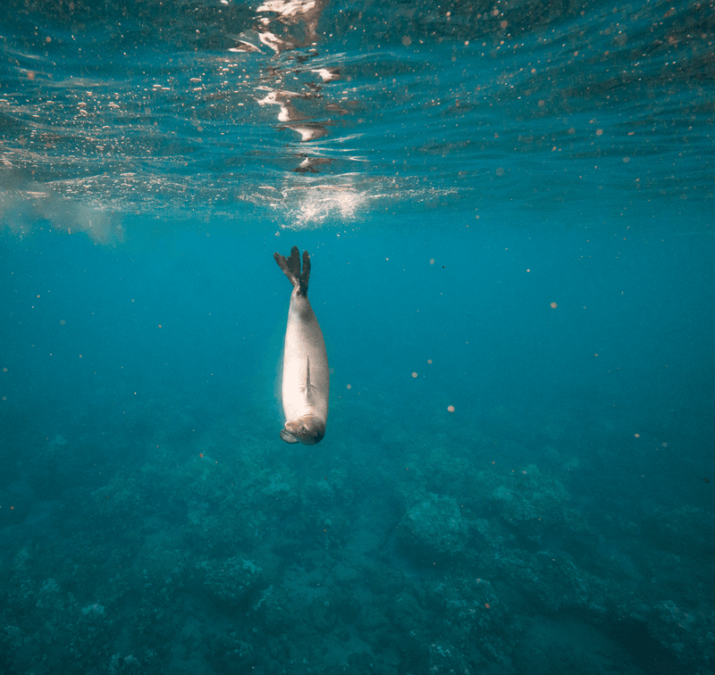 hawaiian monk seal maui