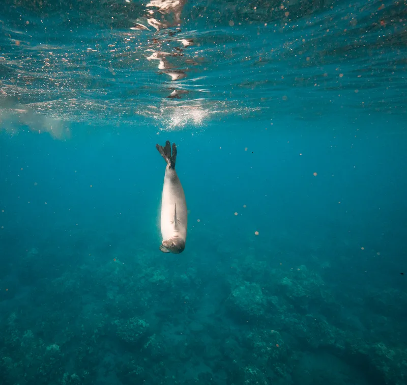 Foca monje hawaiana de Maui