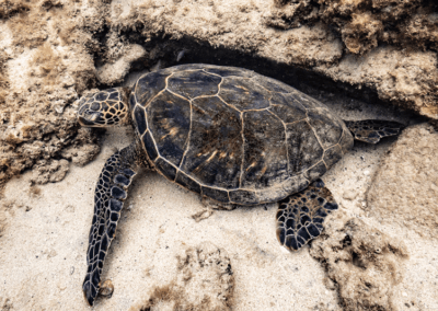 maui snorkeling sea turtle