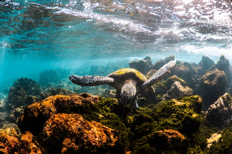 Molokini Krater Schnorcheln Meeresschildkröte