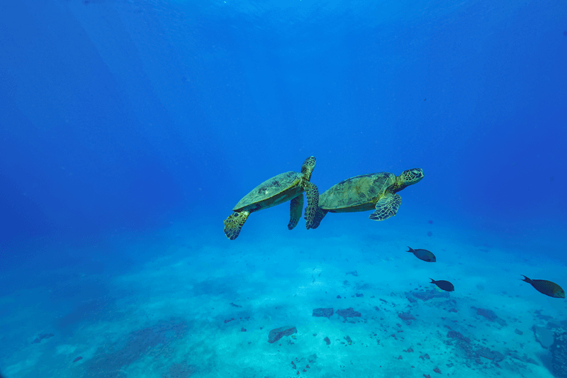 Hawaiian Green Sea Turtles