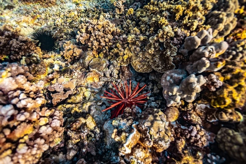 snorkeling at coral gardens