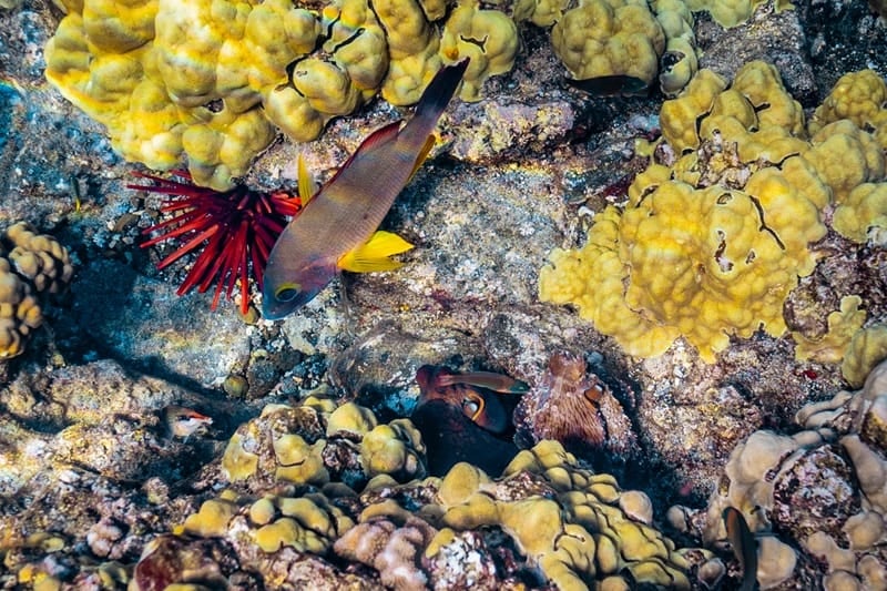 snorkeling at molokini crater