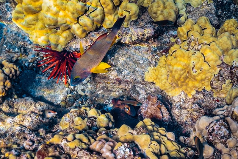 Schnorcheln am Molokini-Krater