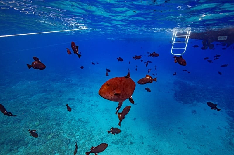 snorkeling at turtle town