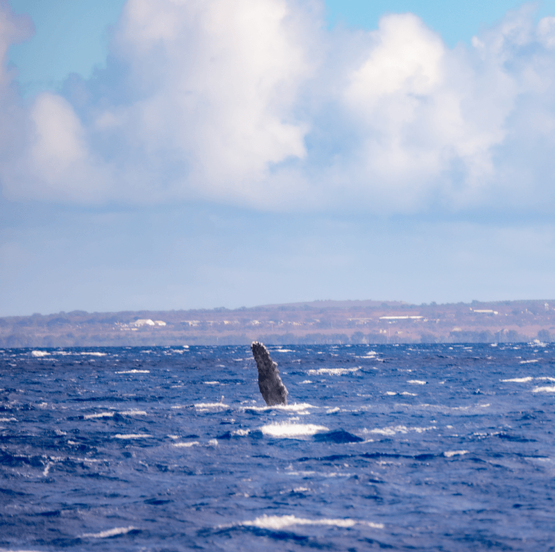 whale watching in maui