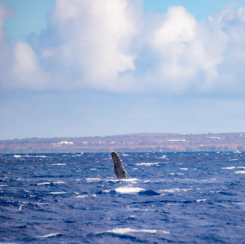 whale watching in maui