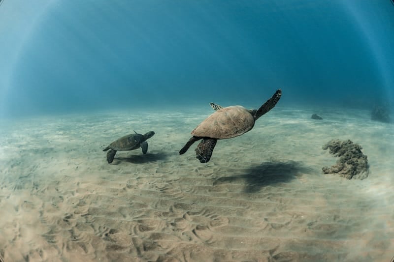 Schildkrötenstadt Maui