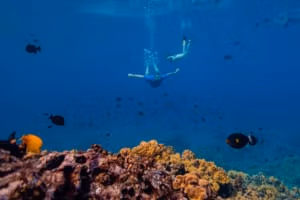 Maui: Schnorcheltour am Nachmittag