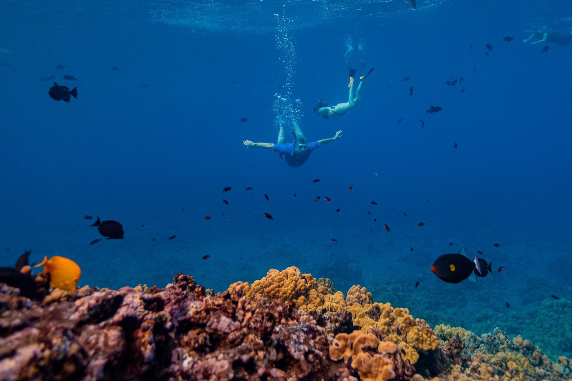 Excursiones de snorkel y tobogán en Maui