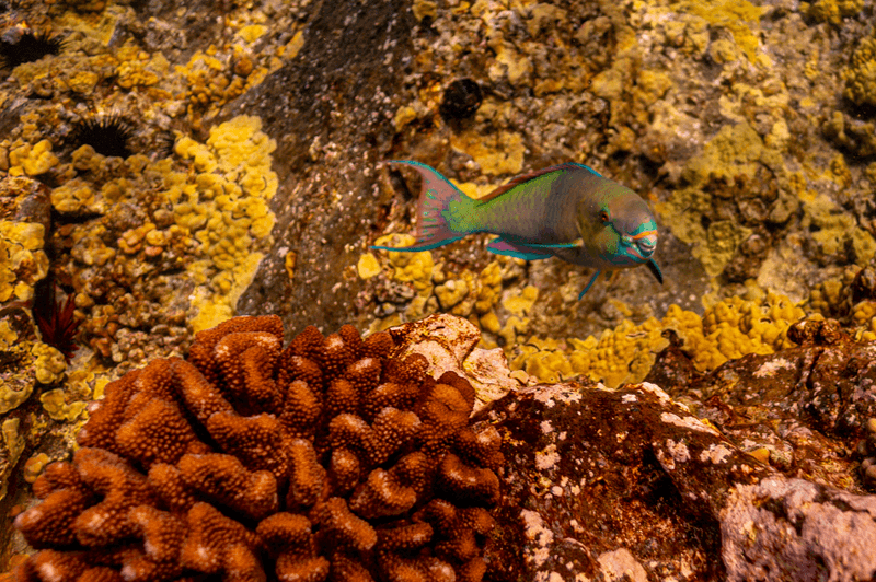 Lernen Sie die farbenfrohen Papageienfische von Maui kennen: Die Korallenhüter der Natur