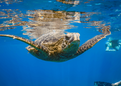 Tortuga verde deslizándose sobre el arrecife, camino a la superficie despejado para tomar un respiro
