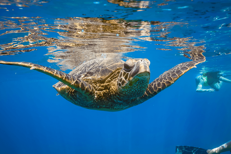 Swim with sea turtles